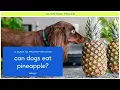 Is Pineapple Good for Dogs Can Dogs Eat Pineapple Fruits Dogs Can Eat