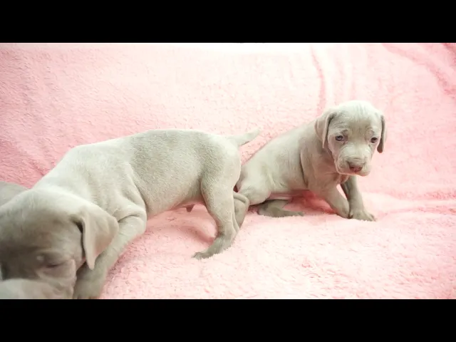 動画