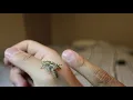 Female Hyllus Diardi Look at this cutie