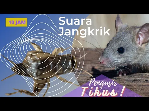 Download MP3 Suara Jangkrik Pengusir Tikus, Ampuh❗