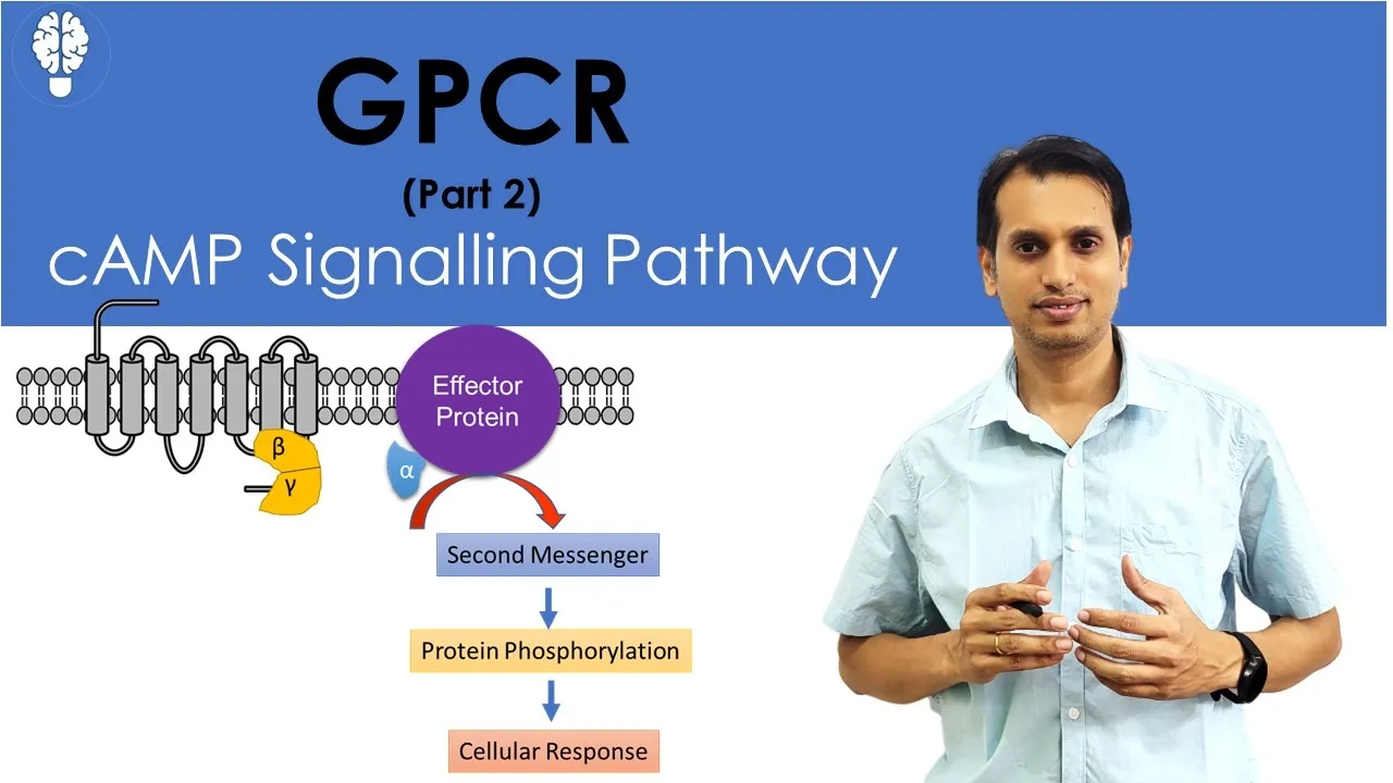 G-Protein Coupled Receptor (Part 2): cAMP Signaling Pathway | Signal Transduction Pathway | GPCR