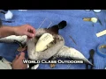 How to Mount a Duck from Home