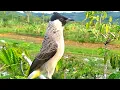 Download Lagu suara burung kutilang ASLI tanpa isian, gacor memanggil lawan