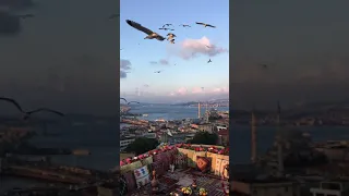 طيور في السماء منظر رائع للموبايل فيديوهات مجانية للمونتاج دقة عالية 