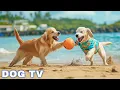 Download Lagu 12 Hours of Dog Calming Music for Dogs 💖 Separation Anxiety Relief Music for Dogs 🐶🎵 dog music