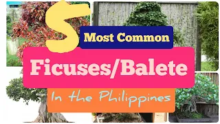 5 Most Common Ficuses in the Philippines