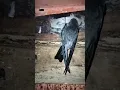 Download Lagu semoga bermanfaat buat sobat semua hususnya petani walet di dunia perwaletan 🤲🤲🙏❤️