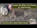 Download Lagu The Lions that Attacked and Nearly Killed Casper the White Lion