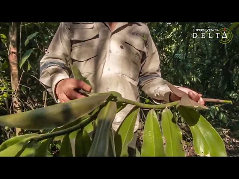 Download MP3 💧¿Cómo obtener AGUA de plantas?💧- CAÑA AGRIA 🌱🌱 - *Supervivencia Delta* - subtitulado