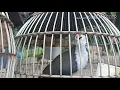 Download Lagu Suara Burung Ruak Ruak Jantan Super Jernih, Untuk panggilan Ruak betina Jantan.