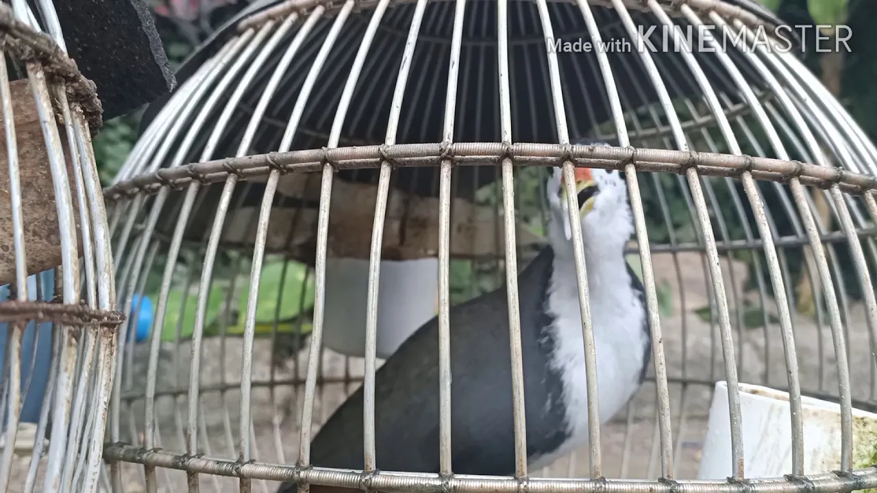 Suara Burung Ruak Ruak Jantan Super Jernih, Untuk panggilan Ruak betina Jantan.