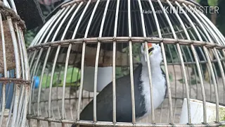suara burung ruak ruak jantan super jernih untuk panggilan ruak betina jantan 