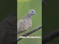Download Lagu Tiếng chim cu vằn mini chuẩn nhất hiện nay #chimcanh  #birdsbirds #animal #birds #baychim #chaomao