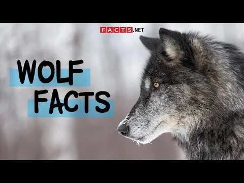 Download MP3 Unbelievable Wolf Facts You Never Knew!