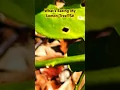 Download Lagu LEMON TREE EATEN ALIVE! #shorts #meyerlemontree #lemontree