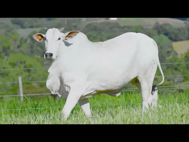 Matriz Nelore CSCC - 8058