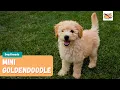 Mini Goldendoodle 11 Things To Know About This Adorable Family Dog