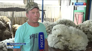 В главном овцеводческом предприятии региона подходит к концу сезон стрижки овец