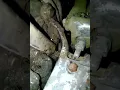 Massey Ferguson 255 PTO engage issue solved