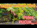 Download Lagu potes pucuk ...cara untuk membuahkan anggur ratusan dompol