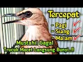 Download Lagu LANGSUNG NYAUT❗trucukan gacor tarung sambung ropel ini ampuh buat pancingan trucukan agar bunyi
