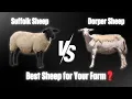 Lagu Moutons Suffolk ou moutons Dorper ? Comment choisir le mouton adapté à votre climat et à votre ex...