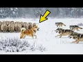 Download Lagu Akita pokonuje watahę wilków… sytuacja, w którą nikt nie może uwierzyć