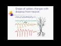 Spike Sorting 1