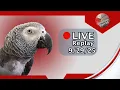 Download Lagu Einstein Parrot Live 9/29/25