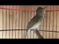 Download Lagu Suara kerak basi gacor - MP3 PIKAT \u0026 Pancingan burung kerbas alis hitam putih agar cepat bunyi EMOSI