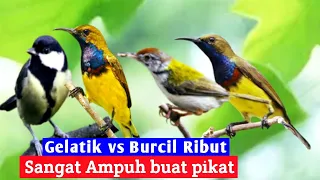 suara pikat burung gelatik batu ribut vs burung kecil terbukti ampuh