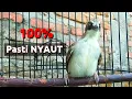 Pancingan opior paruh tebal ampuh, Opior lain pasti nyaut.
