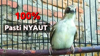 pancingan opior paruh tebal ampuh opior lain pasti nyaut 