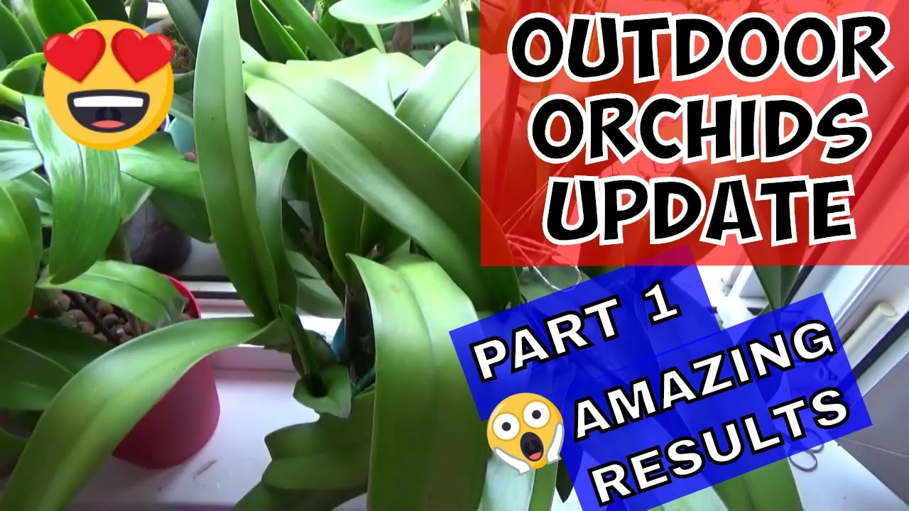 GROWING ORCHIDS OUTSIDE UPDATES ON CATTLEYA ORCHIDS GROWING OUTDOORS PART 1
