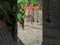 Download Lagu Cacing tanah. #animals #worms