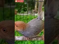 Download Lagu Suara Burung Prenjak Atas atau Prenjak Klawu Gacor #shortvideo #prenjakgacor#prenjakklawu#kicaumania