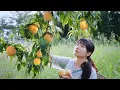 Download Lagu 【二米炊烟】 Yellow Peach 黃桃的甜，一半在枝頭，一半在罐頭裡