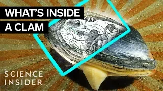 Download What's Inside A Clam MP3