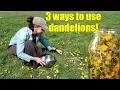 Download Lagu 3 WAYS TO USE SPRING DANDELIONS ~ FORAGING
