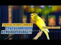 Download Lagu SUARA BURUNG |216| Kenari GACOR PANJANG INI Cocok untuk Masteran KENARI PAUD dan Kenari Macet BUNYI