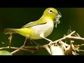 Pancingan Pleci Auriventer Gacor