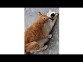 cat persia mating cat gold.. part 2 .