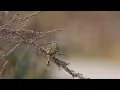 Europese Kanarie/ European Serin
