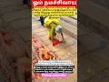 Download Lagu உங்கள் வாழ்வில் வெற்றி அடைய 🙏🙏🙏#trending#omnamahshivaya#shortvideo#viralvideo#om#share#subscribe#tv