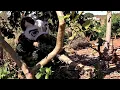 Download Lagu I became a tree
