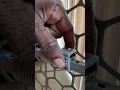 PetSmart - ReGalo