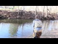 FIW Advertisement VDGIF trout stocking plan