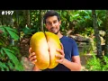 Download Lagu This is World's Biggest Nut! (Only found on Rare African Island)