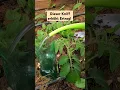 Download Lagu Warum man Tomaten einmalig 10l Gießen sollte! #garden #garten #tomaten