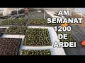 Download Lagu Am semanat 1200 de ardei pentru cultura de afara